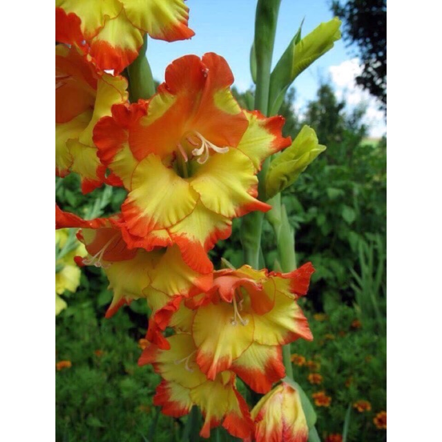 Set 10 củ hoa lay ơn ( đỏ, xanh , song sắc )