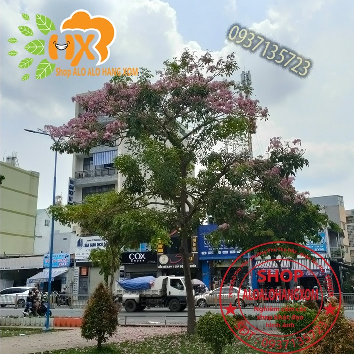 Combo 5 cây giống kèn hồng