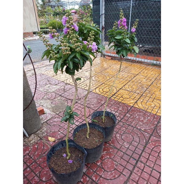 cây bằng lăng thái tím siêu hoa