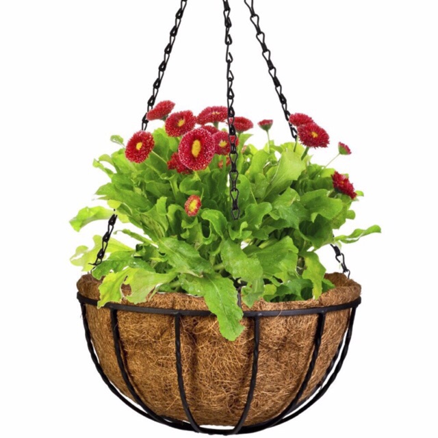 Chậu Treo Xơ Dừa Khung Sắt Đặc - Trồng Cây treo Fi30 - Coconut Fiber Hanging Pots (30x30)