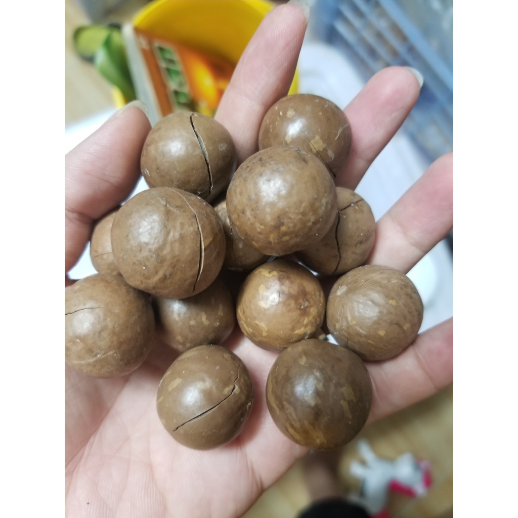 500G Hạt Macca Úc Nứt Vỏ Tự Nhiên Size 2325 TẶNG ĐỒ KHUI