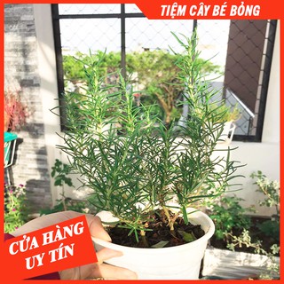 CÂY HƯƠNG THẢO (SIDE TRUNG)