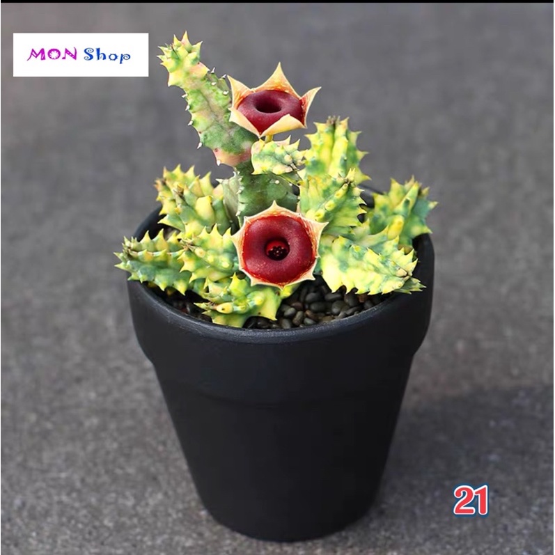 Xương rồng sao biển var hoa đẹp xương rồng sao biển lem vàng xanh Huernia Variegated