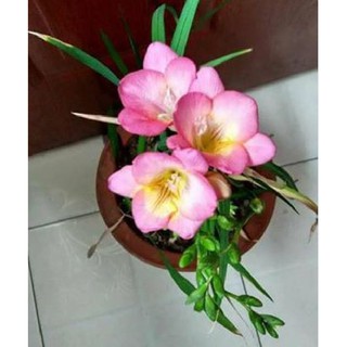 Củ giống hoa lan nam phi hoa màu trắng hồng ( 1 củ tặng kèm viên nén xơ dừa ươm củ ) - STHG2