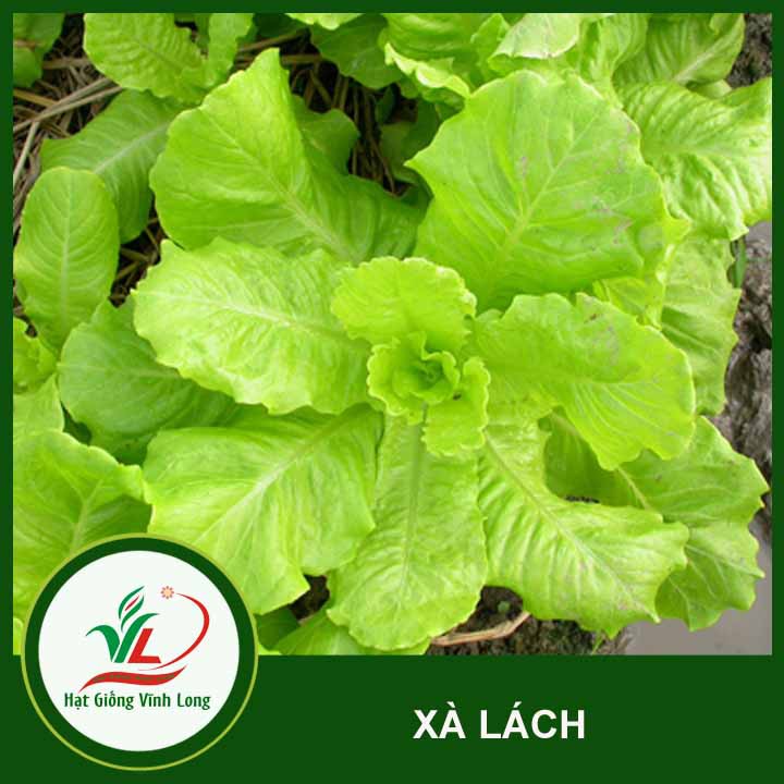 Hạt giống rau Xà lách TN 591