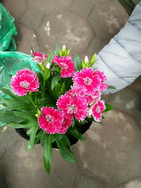 Cây hoa cẩm chướng