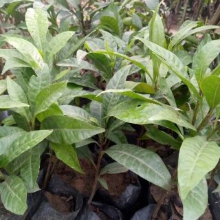 CÂY GIỐNG QUẢ TRỨNG GÀ/(LÊKIMA)