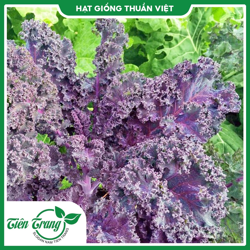 Giống cải Kale Xanh - Kale tím - Kale Khủng Long
