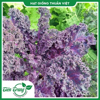 Giống cải Kale Xanh - Kale tím - Kale Khủng Long
