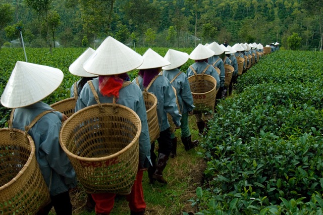 Trà Ô Long Tứ Quý Phương Nam