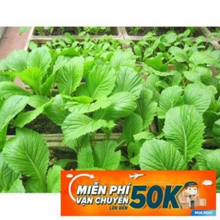 20g Hạt giống Cải bẹ xanh