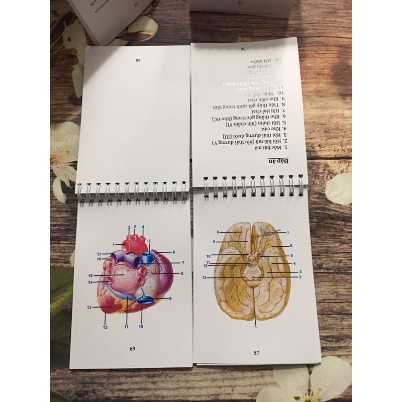 Tập 1-Tập 2 Pocket anatomy ( Sổ tay giải phẫu)