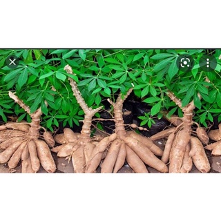 Củ khoai mì,củ sắn ruột vàng dẻo thơm ngon.1kg