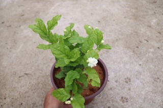 Chậu cây Lài Trà
