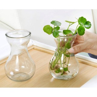 BÌNH THỦY TINH trồng cây thủy sinh(tiên ông, trầu bà, hành tây..)