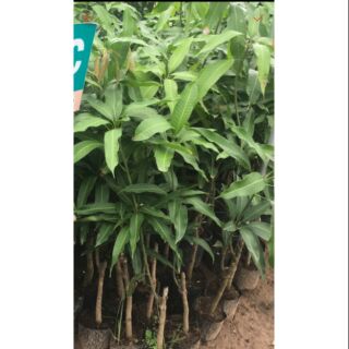 Cây Xoài Úc ( cao 50 -80cm)