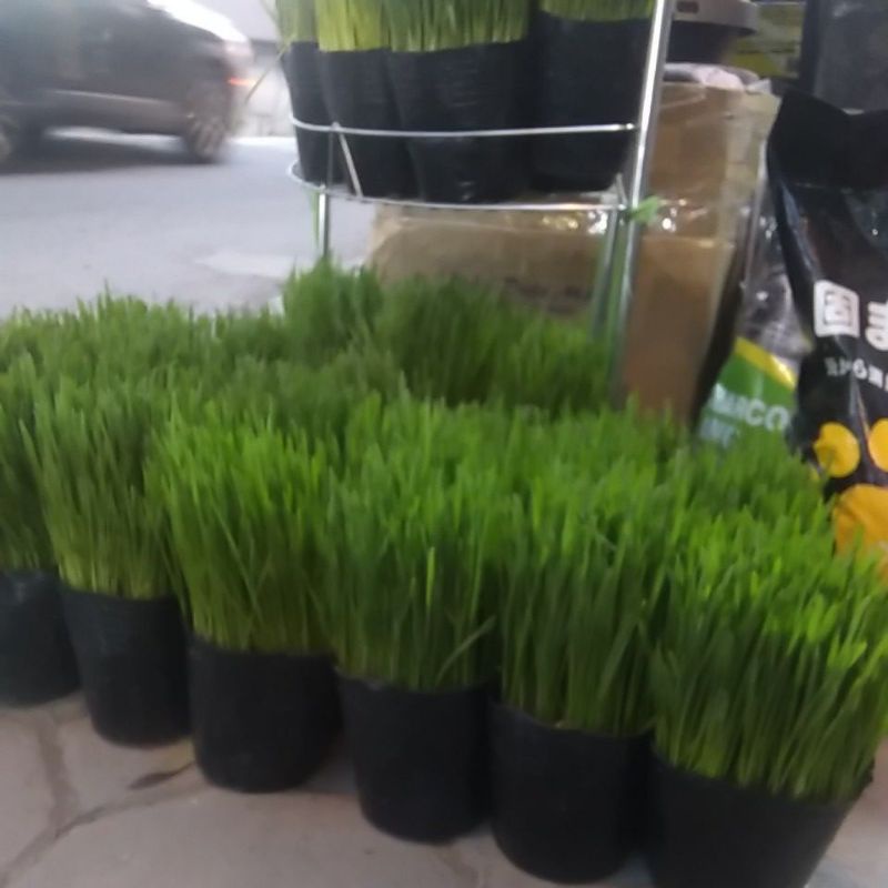 Cỏ lúa mạch.Cỏ tươi mèo ăn.tiêu búi lông .bổ xung chất xơ ( síp hỏa tốc )
