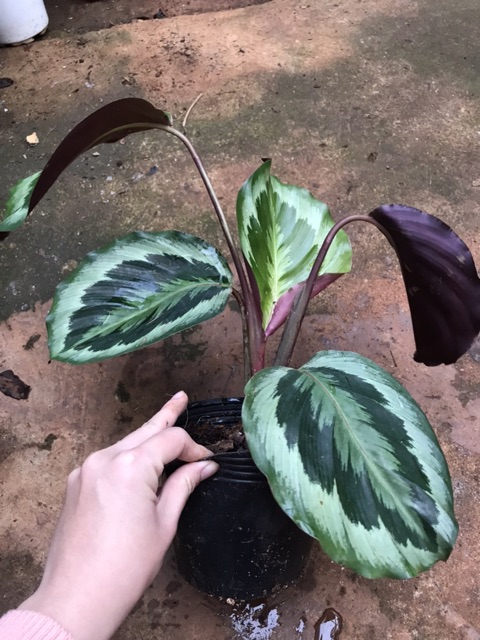 Calathea Marion - Đuôi công xanh vằn