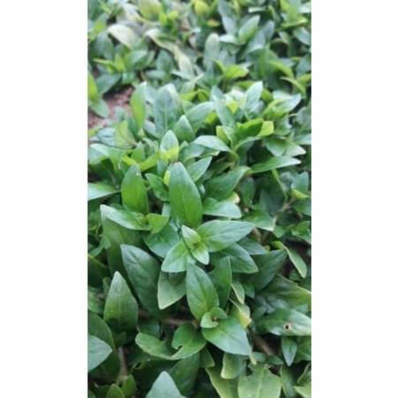 cây thủy sinh rau thơm lá cạn