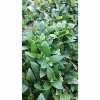 Cây thủy sinh rau thơm lá cạn