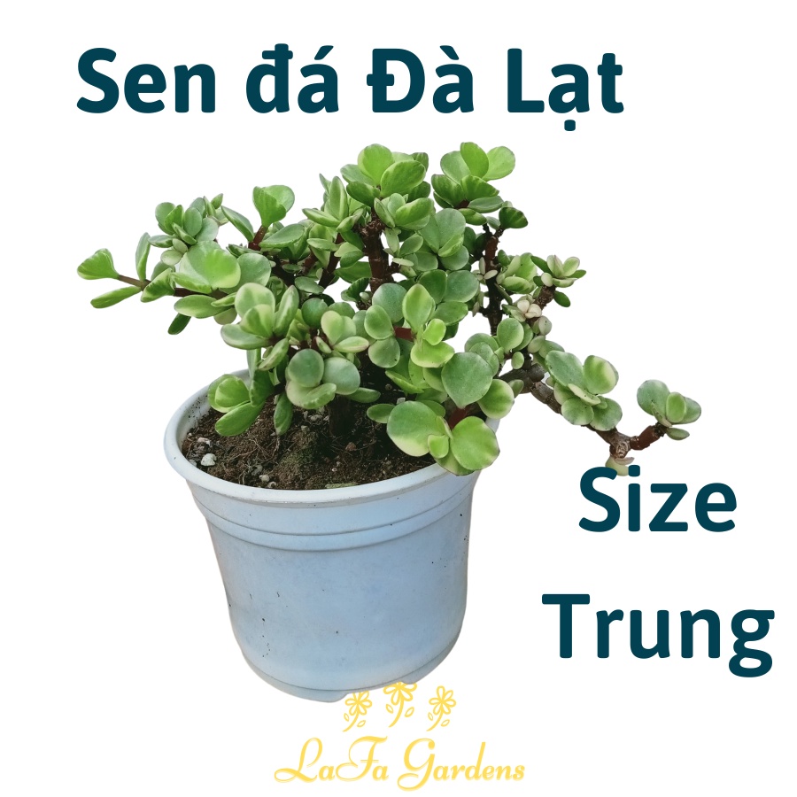 Sen đá Dola size trung, lá đỏ, chịu hạn tốt, cây sen đá quà tặng để bàn làm việc LAFA GARDEN