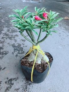 Cây Hoa Sứ Thái Kép