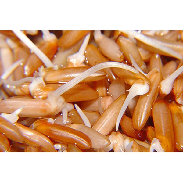 GẠO MẦM  SÓC TRĂNG ST25 - Hộp 2kg