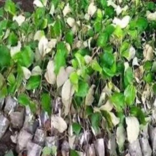 Cây giống Táo chua sai quả năng suất cao , cây đẹp, giống chuẩn