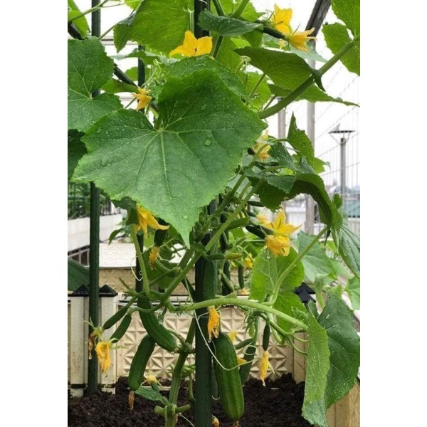 Phân dơi NAM MOI dạng nước Hyper Growth Kích rễ - Bun đọt - Lớn trái