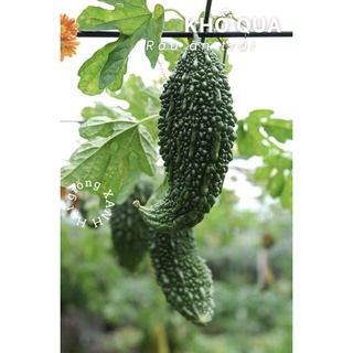 Hạt giống khổ qua trái xanh gói 10 hạt