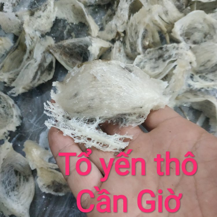 Tổ yến thô yến sào còn lông Cần Giờ nguyên tổ