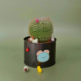 Cây Xương Rồng Bánh Sinh Nhật Hulo Green (Không Dùng Đất - Chậu Thiếc) - Trang Trí, Decor Phòng, Cây Cảnh Mini