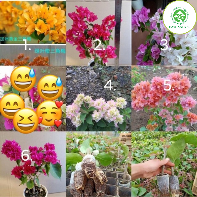 Cây hoa giấy giống khỏe mạnh dễ chăm
