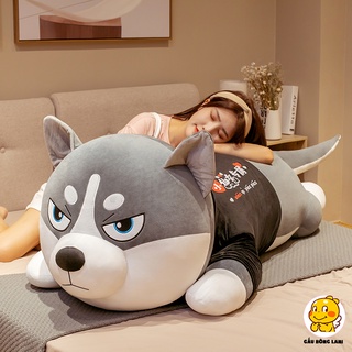Gấu bông Husky ngáo siêu to
