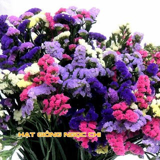 Hạt Giống Hoa Salem Mix - 100 Hạt