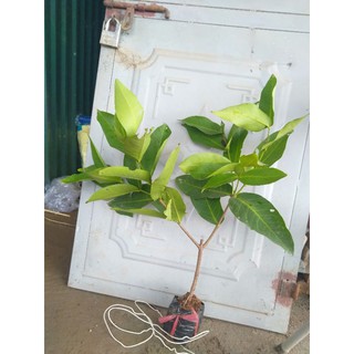 cây giống roi đỏ