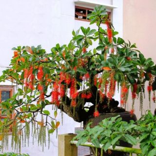 Cây lộc vừng... siêu hoa...