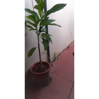 CHẬU CÂY HOA NGỌC LAN HOA VÀNG (CÂY HOÀNG LAN)- CÂY CHOAI LỚN, SẮP HOA