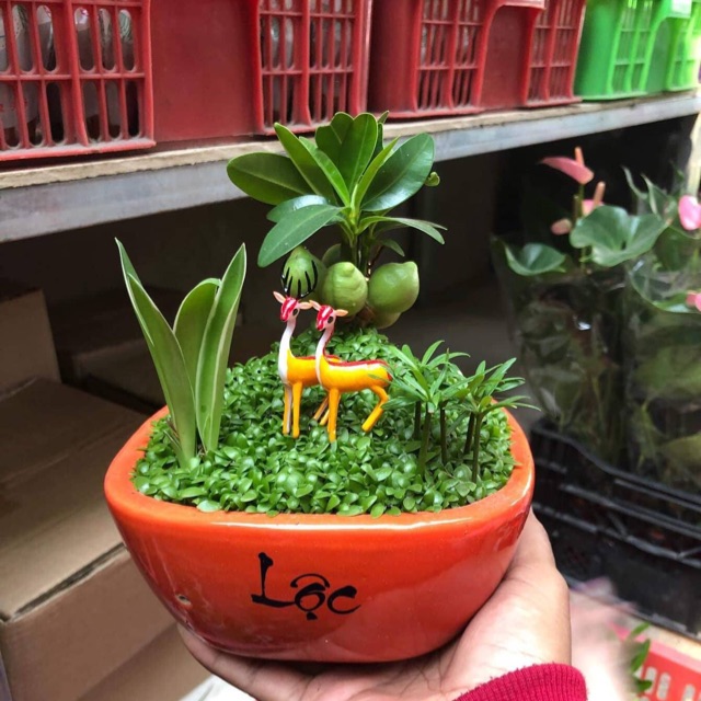 Chậu sứ Tiểu Cảnh cây may mắn
