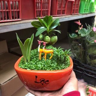Chậu sứ Tiểu Cảnh cây may mắn