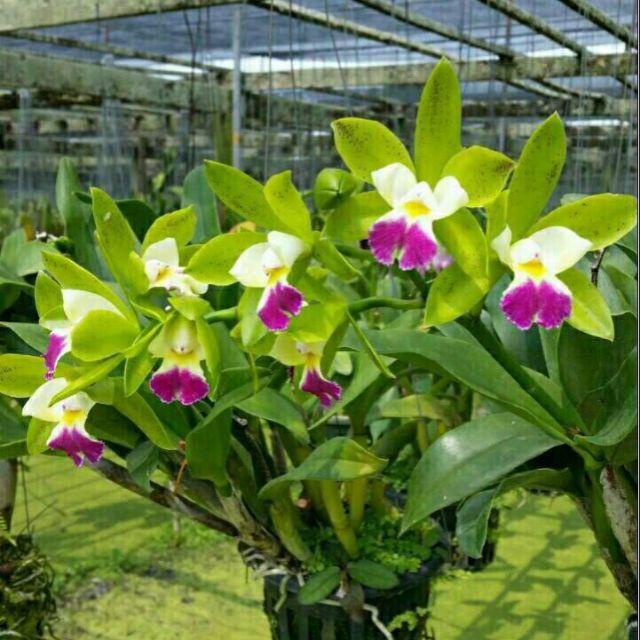 combo 10 chậu cattleya hàng giống  10 màu giá siêu rẻ