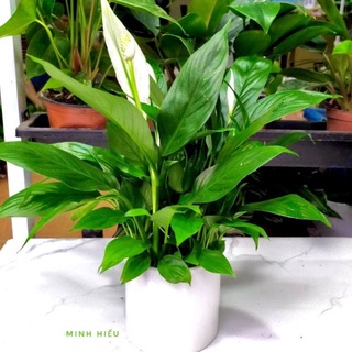 Chậu sứ trụ kèm cây lan ý trang trí nội thất