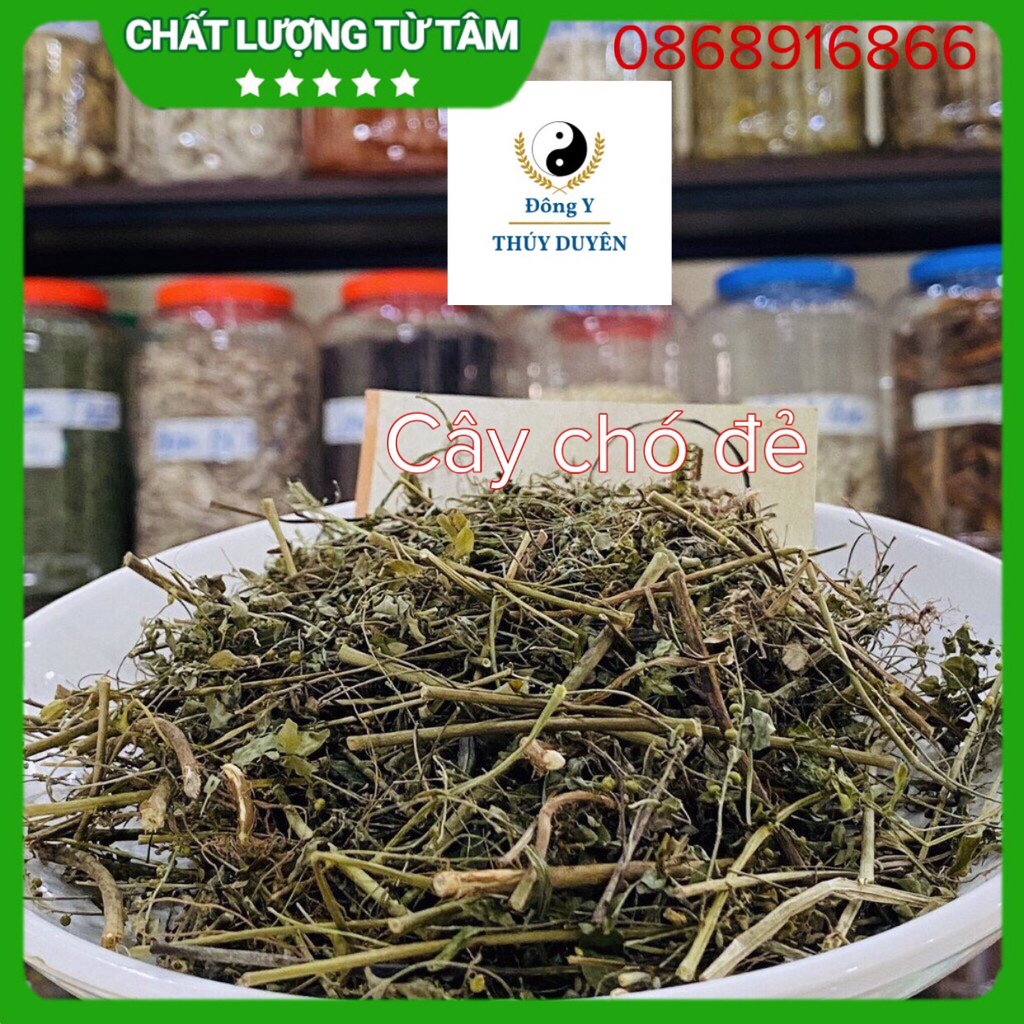 Cây Chó Đẻ 1kg (Hàng chất lượng loại 1) - Diệp Hạ Châu