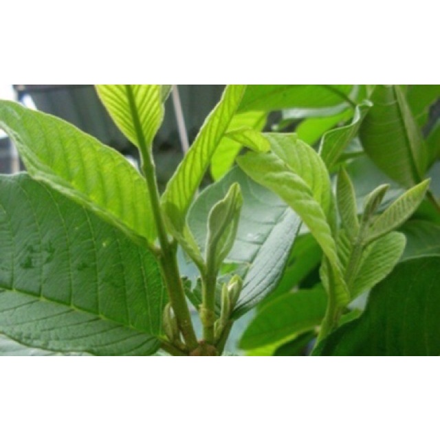 1kg lá ổi tươi-giao hàng siêu nhanh!