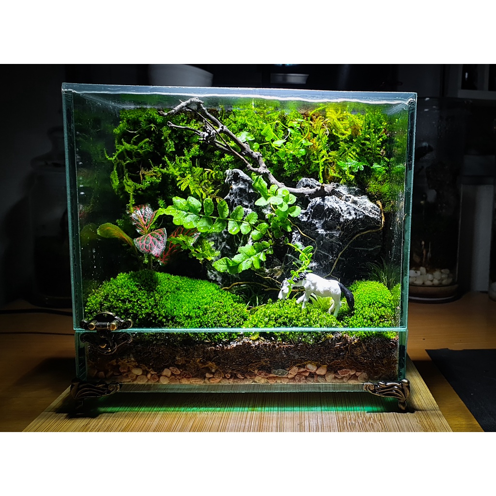 Bể Terrarium cửa mở trước có khóa và chân đồng chắc chắn