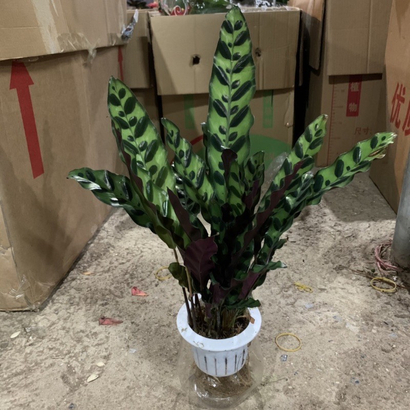 Cây đuôi phượng trồng bình thủy sinh cao 25cm, xanh tươi quanh năm, rất dễ chăm sóc, cây để bàn và trồng nội thất