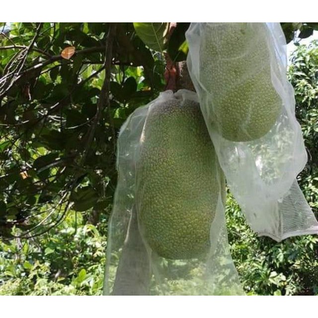 10 TÚI BAO MÍT 50x70 LƯỚI CƯỚC