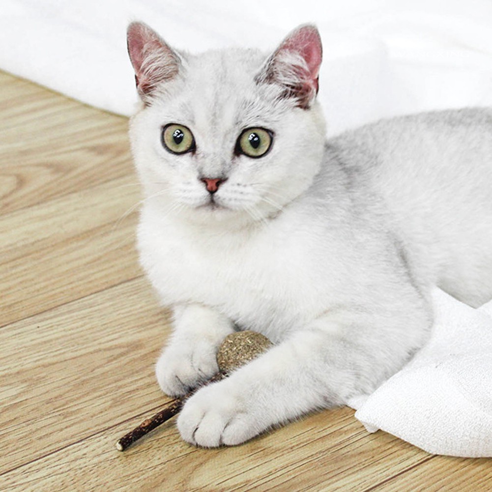 Que Bạc Hà Khô Hình Kẹo Mút Làm Sạch Răng Cho Mèo