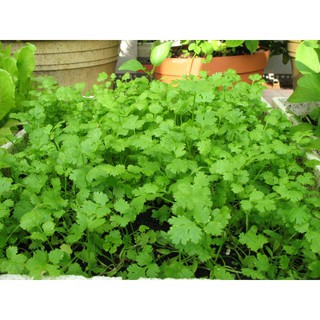 Hạt giống ngò rí cao sản (gốc trắng) Thuận Điền gói 20g