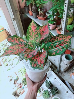 Chậu vạn lộc